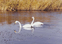 龙凤天气预报15天查询